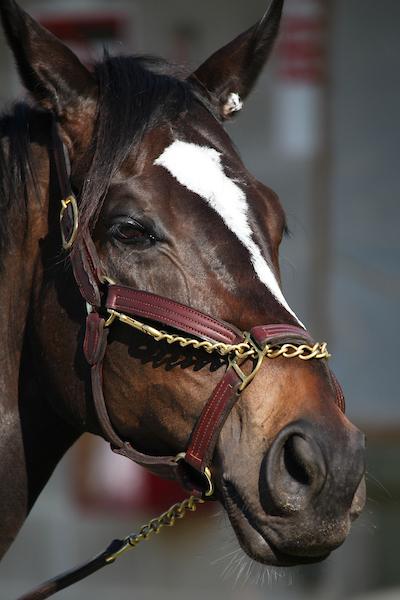 Zenyatta, Breeders' Cup, Eclipse Sportswire